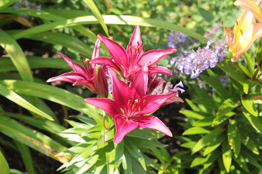 Asiatic Lilies - Red (and Cat Mint)