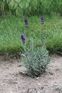July 24 - Lavance Lavender